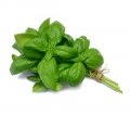 Basil