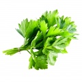 Coriander