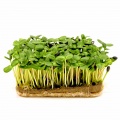 Microgreens