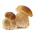 Porcini mushroom