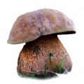 Lurid boletus