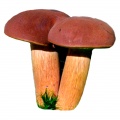 Bay bolete