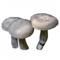 Blewits