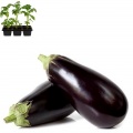 Eggplants