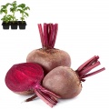 Beet