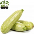 Zucchini