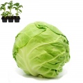 Cabbage