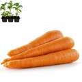 Carrot