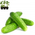 Cucumbers