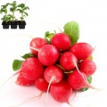 Radish