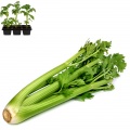 Celery