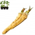 Horseradish