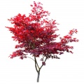 Japanese maple