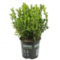 Boxwood