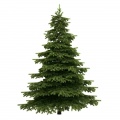 Picea