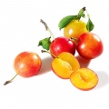 Cherry plum