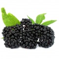 Elderberry