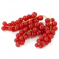 Red currant