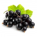 Blackcurrant