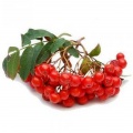 Rowanberries