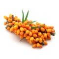 Sea- buckthorn berries