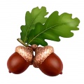 Acorns