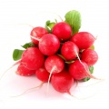 Radish