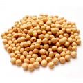 Soya bean