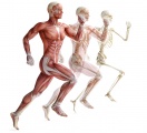 Musculoskeletal system