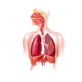 Respiratory organs