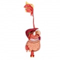 Organs of the digestive system