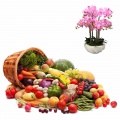 Garden and vegetable garden