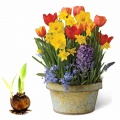 Flower bulbs