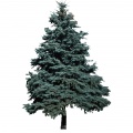 Conifers and shrubs
