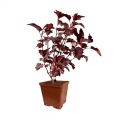 Ninebark