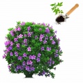Seedlings of ornamental shrubs