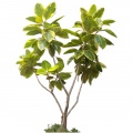 Other seedlings of bushes