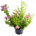 Spirea