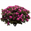 Rhododendron