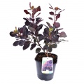 Cotinus