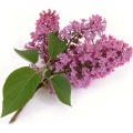 Lilacs