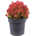 Barberry