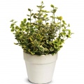 Spindle tree