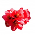 Chaenomeles