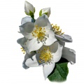 Mock orange