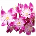 Deytsia