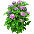 Hydrangea