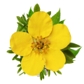 Potentilla
