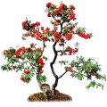 Pyracantha
