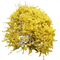 Forsythia